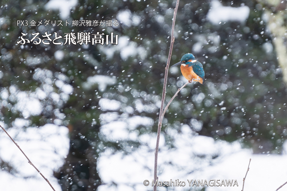 飛騨高山に棲むカワセミの写真。撮影・柳沢雅彦
