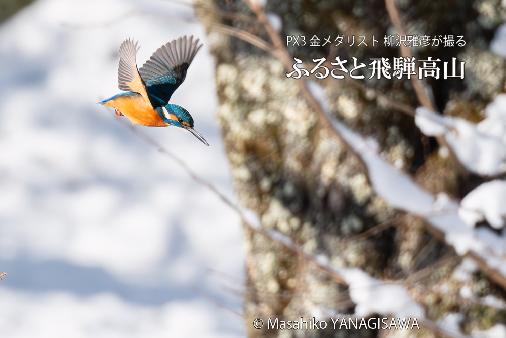 飛騨高山に棲むカワセミの写真。撮影・柳沢雅彦