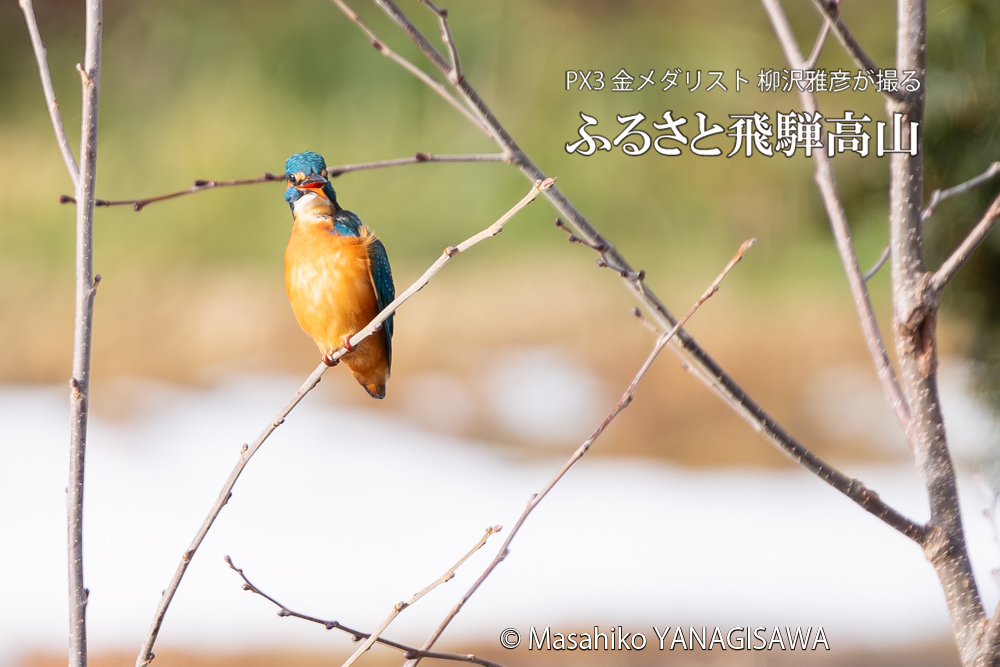 飛騨高山に棲むカワセミの写真。撮影・柳沢雅彦