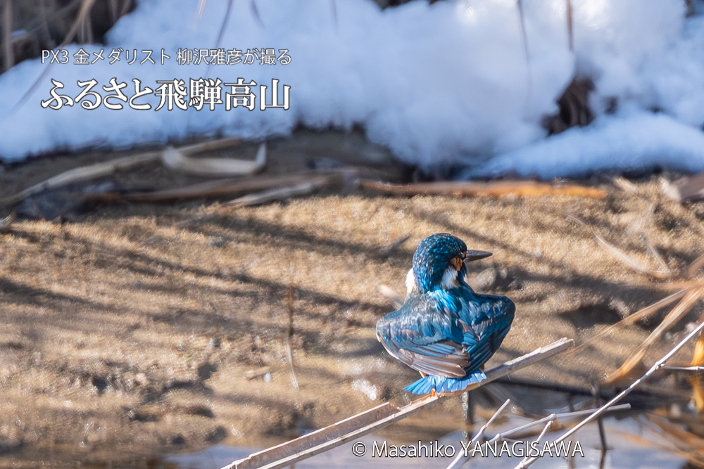 飛騨高山に棲むカワセミの写真。撮影・柳沢雅彦