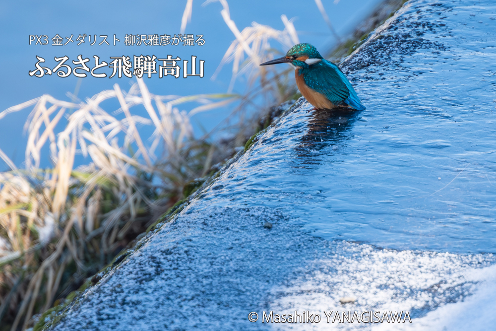 飛騨高山に棲むカワセミの写真。撮影・柳沢雅彦