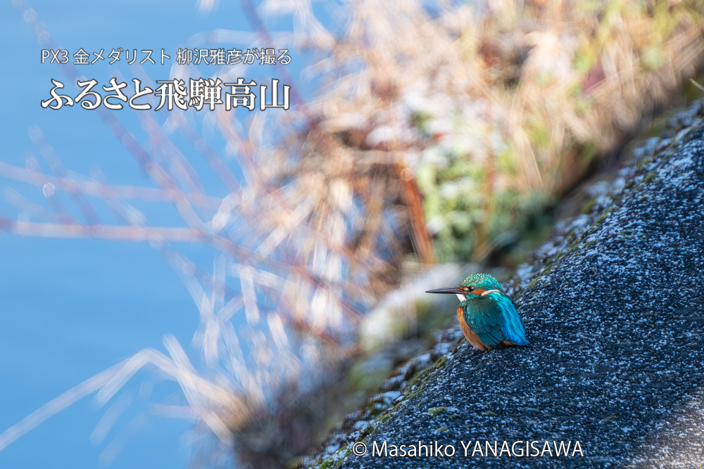 飛騨高山に棲むカワセミの写真。撮影・柳沢雅彦