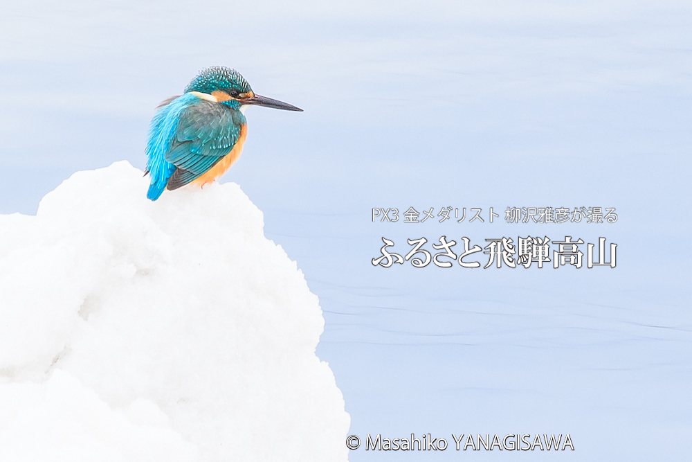 飛騨高山に棲むカワセミの写真。撮影・柳沢雅彦