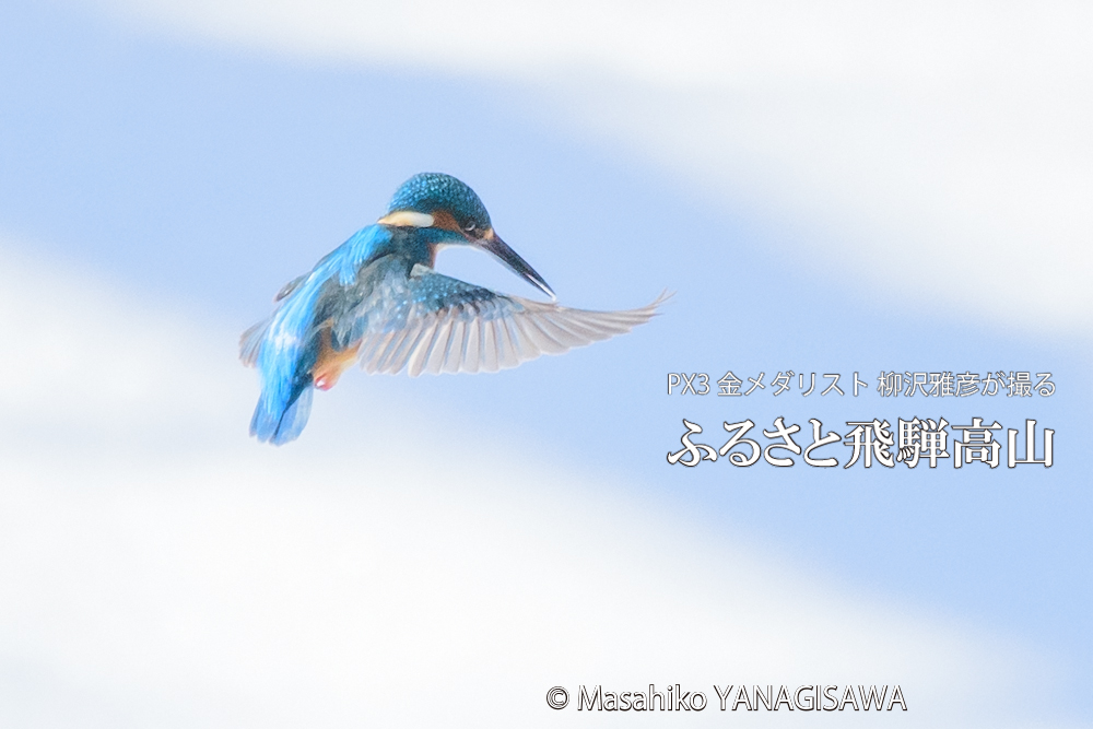 飛騨高山に棲むカワセミの写真。撮影・柳沢雅彦