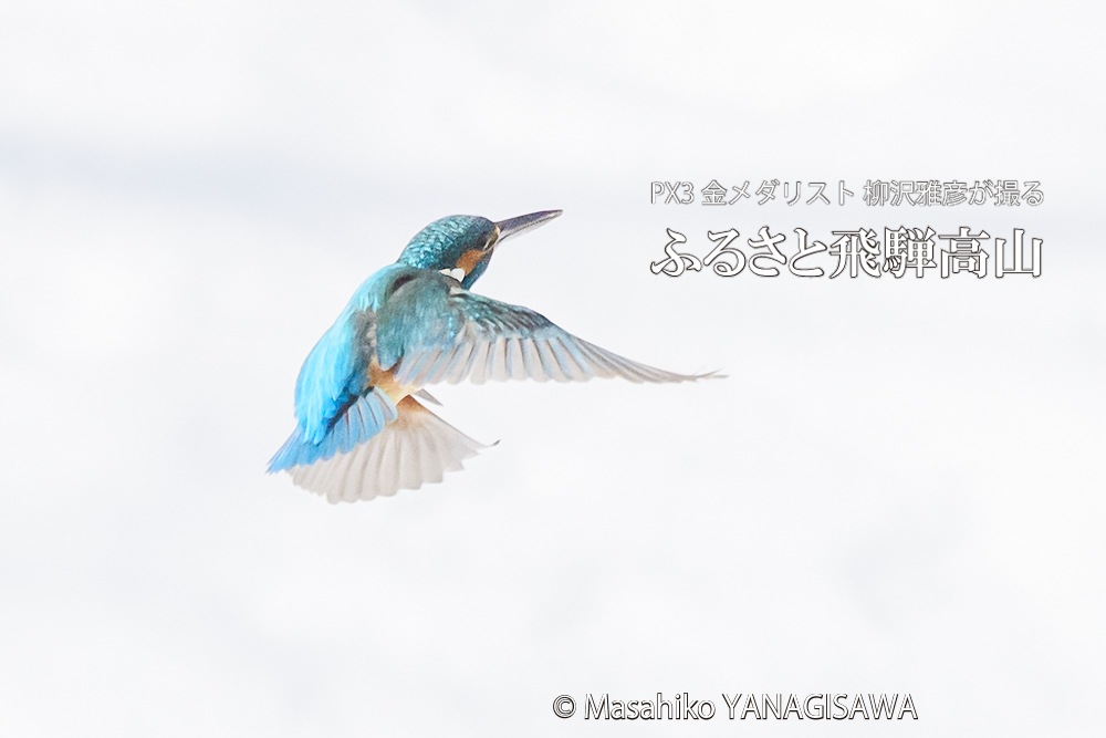 飛騨高山に棲むカワセミの写真。撮影・柳沢雅彦