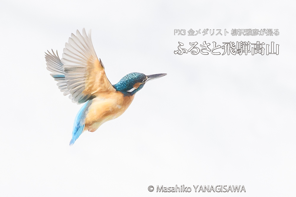 飛騨高山に棲むカワセミの写真。撮影・柳沢雅彦