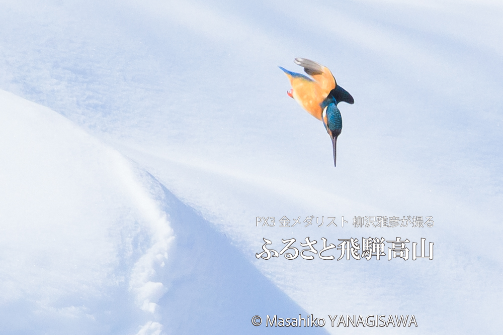 飛騨高山に棲むカワセミの写真。撮影・柳沢雅彦
