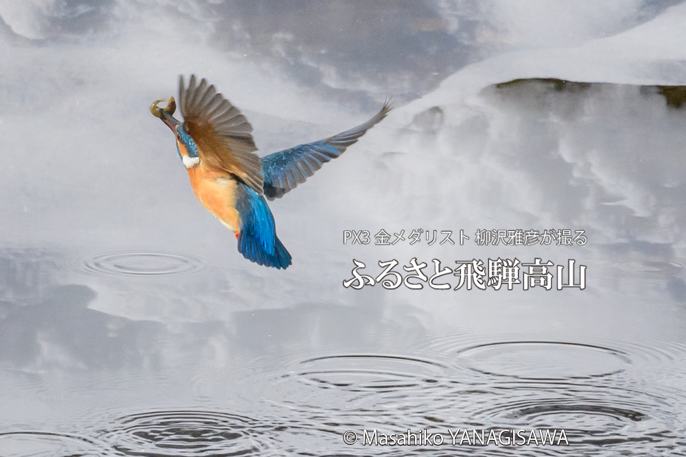 飛騨高山に棲むカワセミの写真。撮影・柳沢雅彦