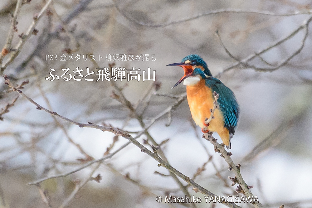 飛騨高山に棲むカワセミの写真。撮影・柳沢雅彦