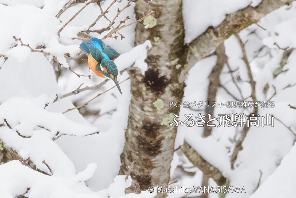 飛騨高山に棲むカワセミの写真。撮影・柳沢雅彦