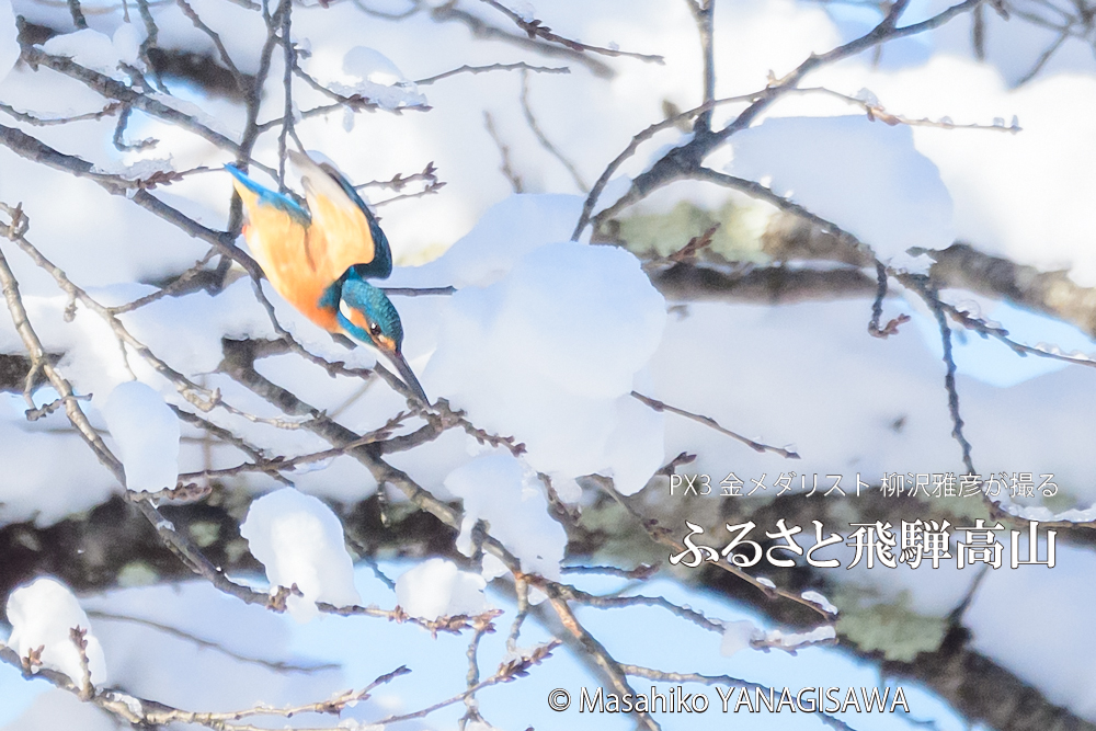 飛騨高山に棲むカワセミの写真。撮影・柳沢雅彦