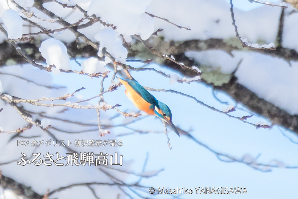 飛騨高山に棲むカワセミの写真。撮影・柳沢雅彦