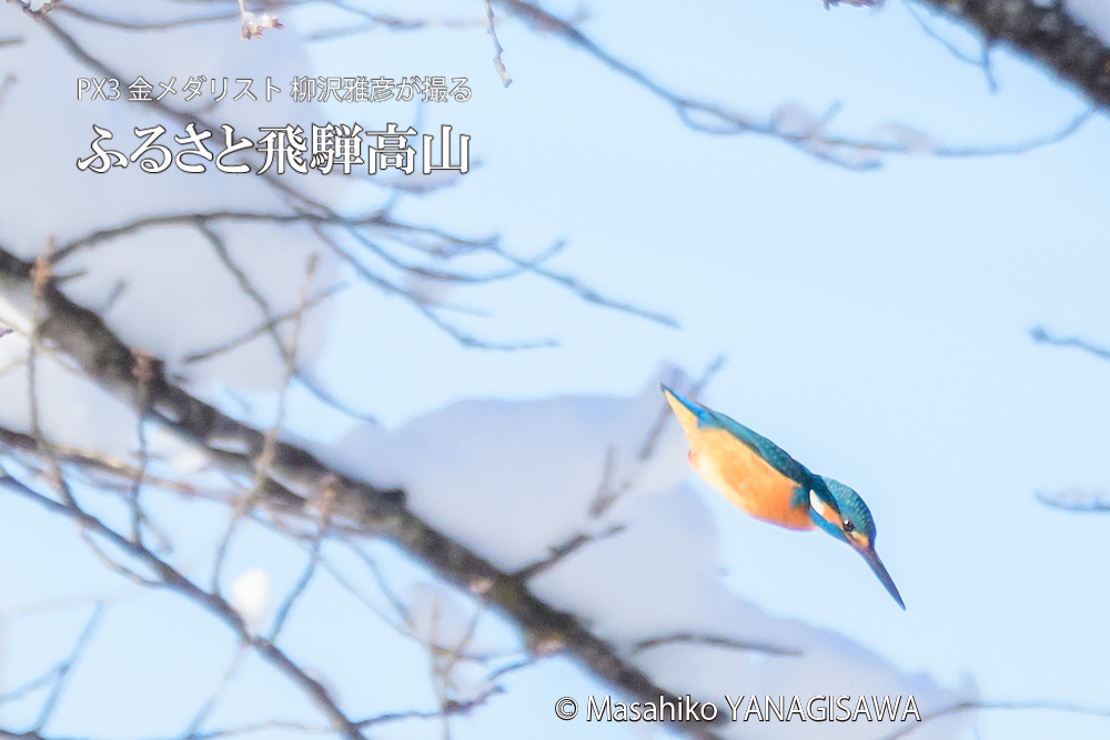 飛騨高山に棲むカワセミの写真。撮影・柳沢雅彦