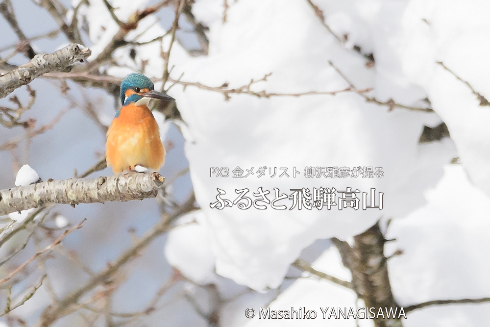 飛騨高山に棲むカワセミの写真。撮影・柳沢雅彦