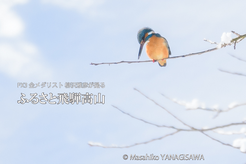 飛騨高山に棲むカワセミの写真。撮影・柳沢雅彦