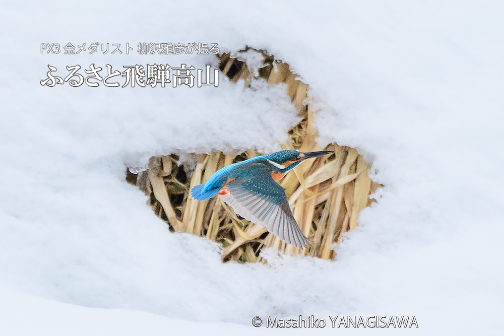 飛騨高山に棲むカワセミの写真。撮影・柳沢雅彦