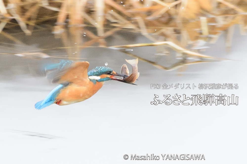 飛騨高山に棲むカワセミの写真。撮影・柳沢雅彦