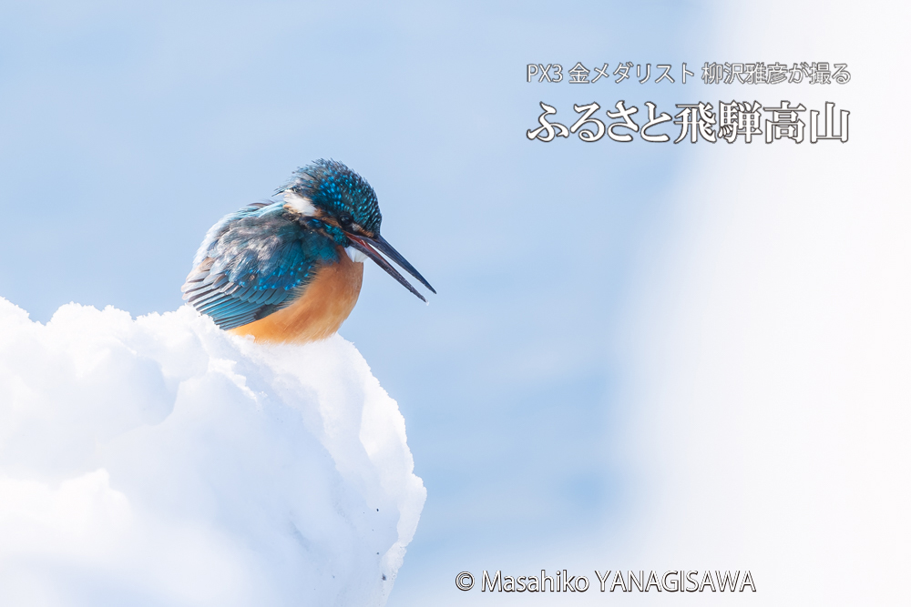 飛騨高山に棲むカワセミの写真。撮影・柳沢雅彦