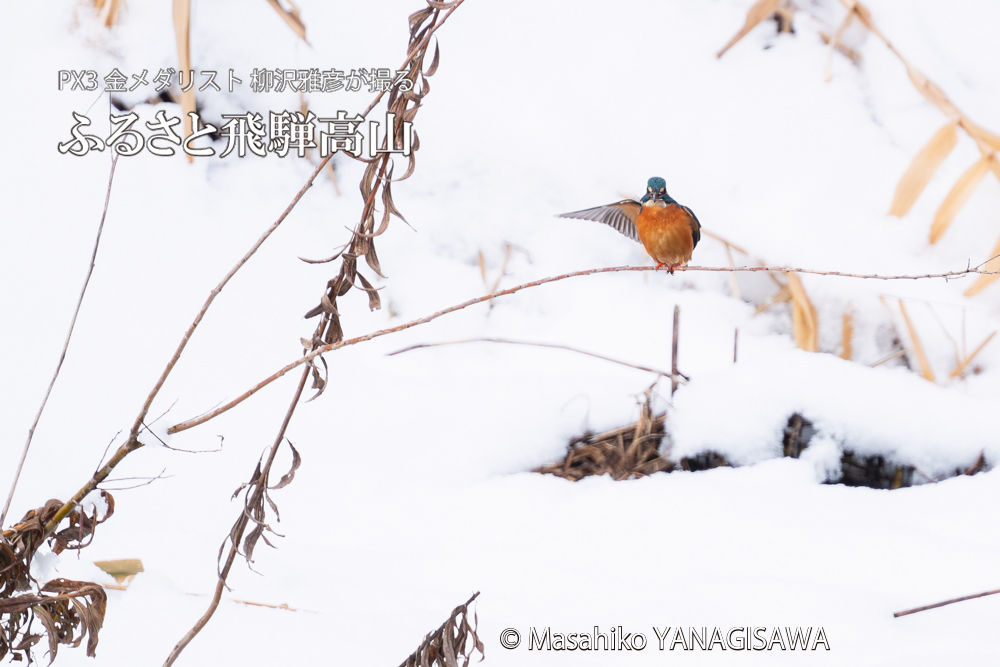飛騨高山に棲むカワセミの写真。撮影・柳沢雅彦