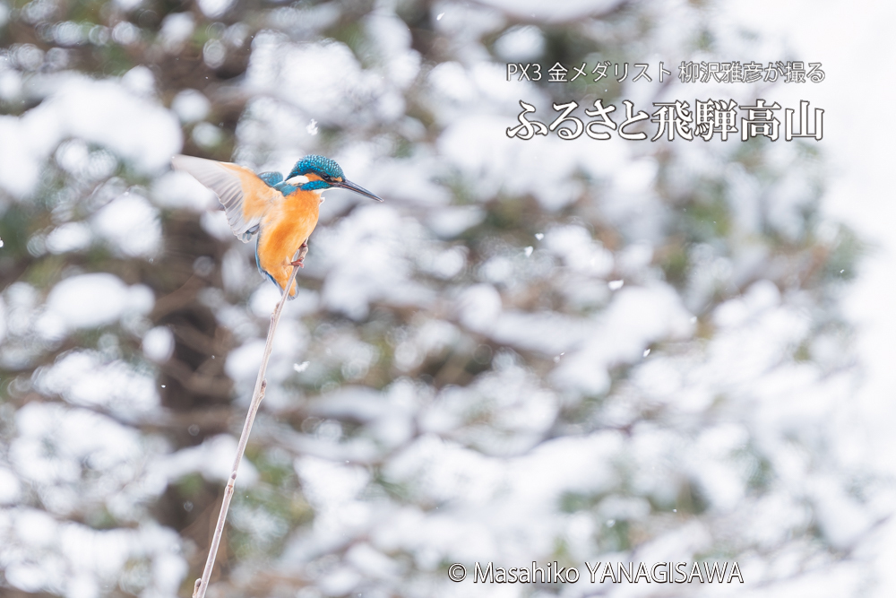 飛騨高山に棲むカワセミの写真。撮影・柳沢雅彦