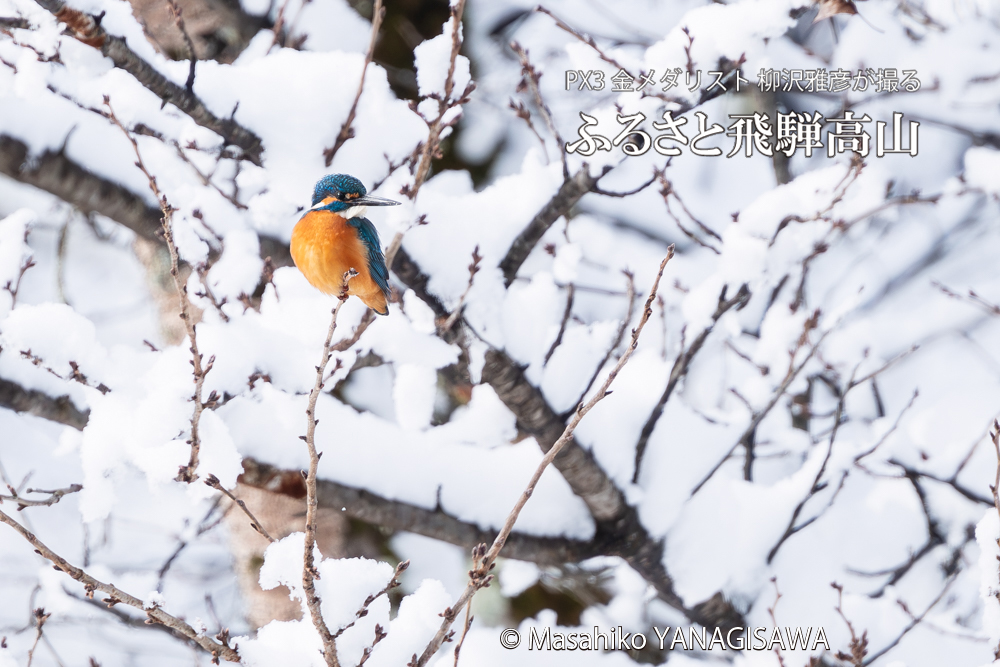 飛騨高山に棲むカワセミの写真。撮影・柳沢雅彦