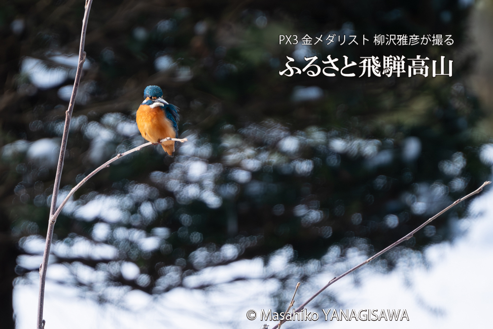 飛騨高山に棲むカワセミの写真。撮影・柳沢雅彦