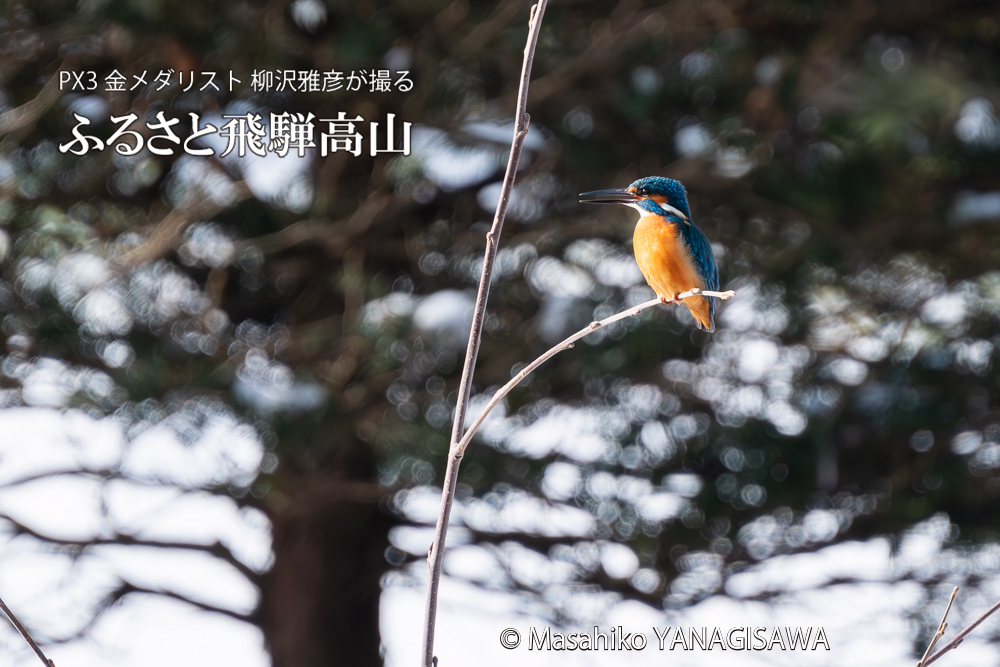 飛騨高山に棲むカワセミの写真。撮影・柳沢雅彦