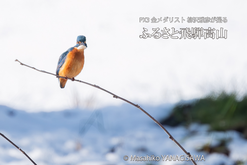 飛騨高山に棲むカワセミの写真。撮影・柳沢雅彦