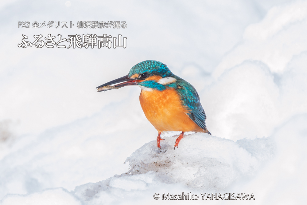 飛騨高山に棲むカワセミの写真。撮影・柳沢雅彦