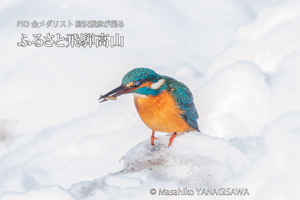 飛騨高山に棲むカワセミの写真。撮影・柳沢雅彦
