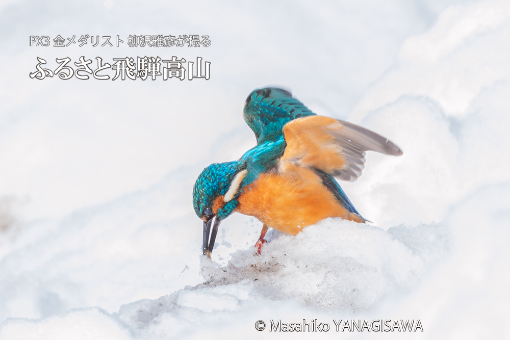 飛騨高山に棲むカワセミの写真。撮影・柳沢雅彦