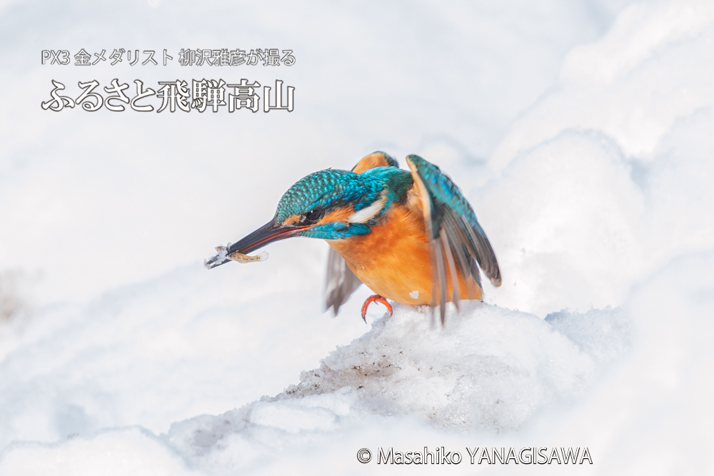 飛騨高山に棲むカワセミの写真。撮影・柳沢雅彦