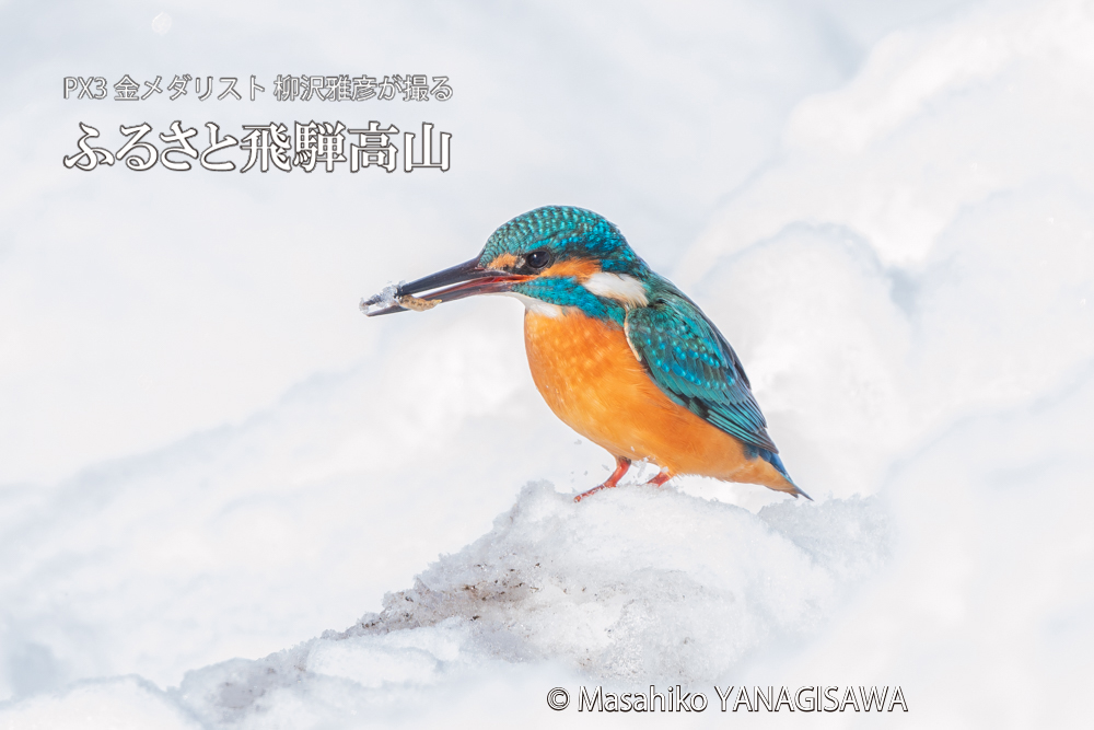 飛騨高山に棲むカワセミの写真。撮影・柳沢雅彦