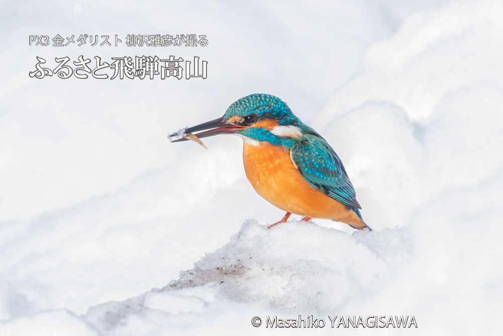 飛騨高山に棲むカワセミの写真。撮影・柳沢雅彦