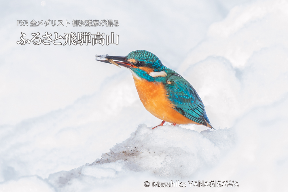 飛騨高山に棲むカワセミの写真。撮影・柳沢雅彦