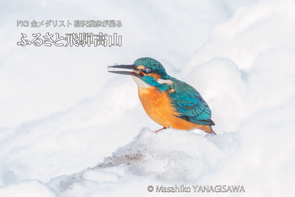飛騨高山に棲むカワセミの写真。撮影・柳沢雅彦