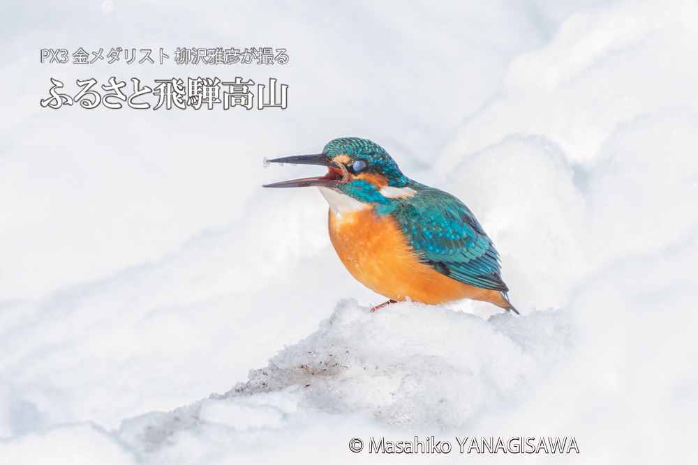 飛騨高山に棲むカワセミの写真。撮影・柳沢雅彦