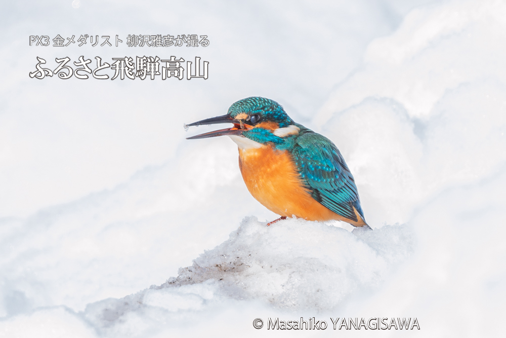 飛騨高山に棲むカワセミの写真。撮影・柳沢雅彦