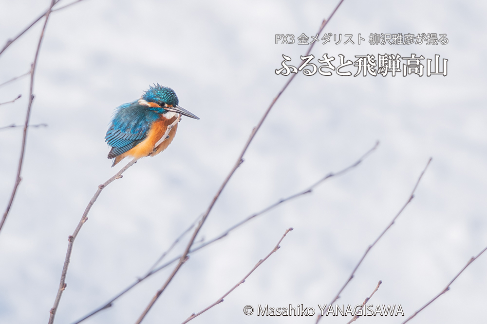 飛騨高山に棲むカワセミの写真。撮影・柳沢雅彦
