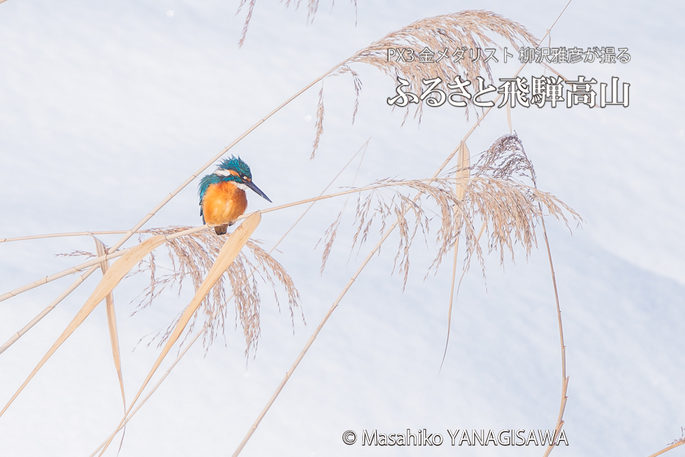 飛騨高山に棲むカワセミの写真。撮影・柳沢雅彦
