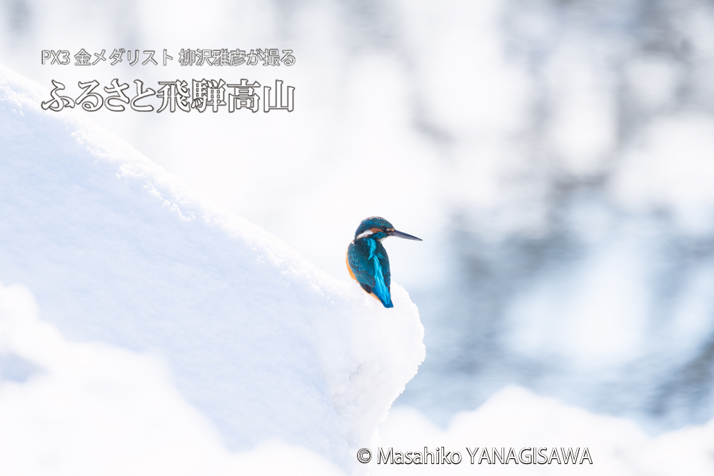 飛騨高山に棲むカワセミの写真。撮影・柳沢雅彦