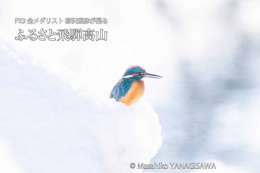飛騨高山に棲むカワセミの写真。撮影・柳沢雅彦