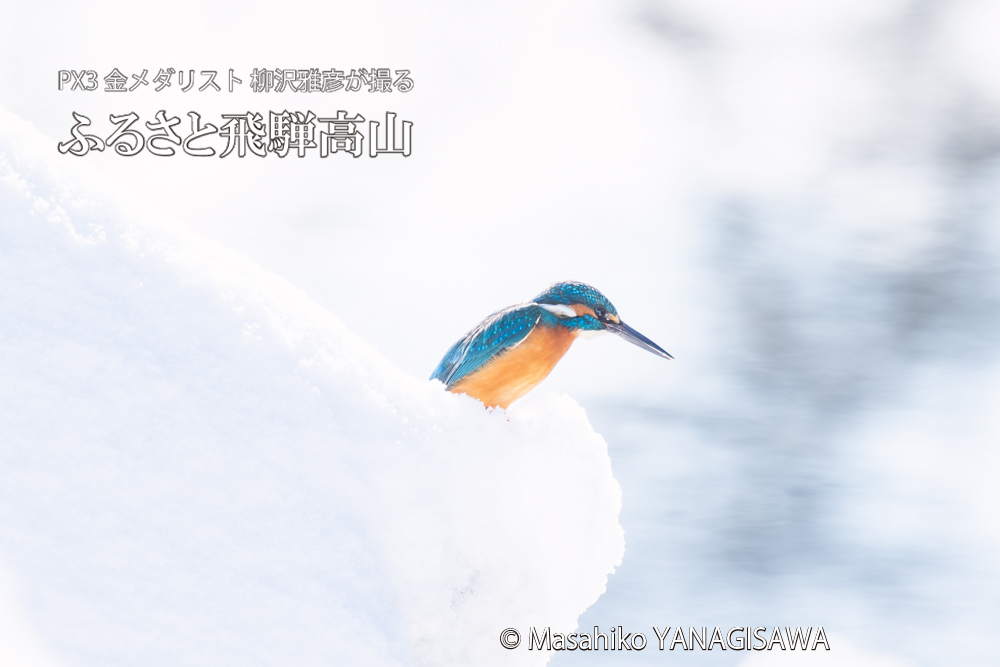 飛騨高山に棲むカワセミの写真。撮影・柳沢雅彦