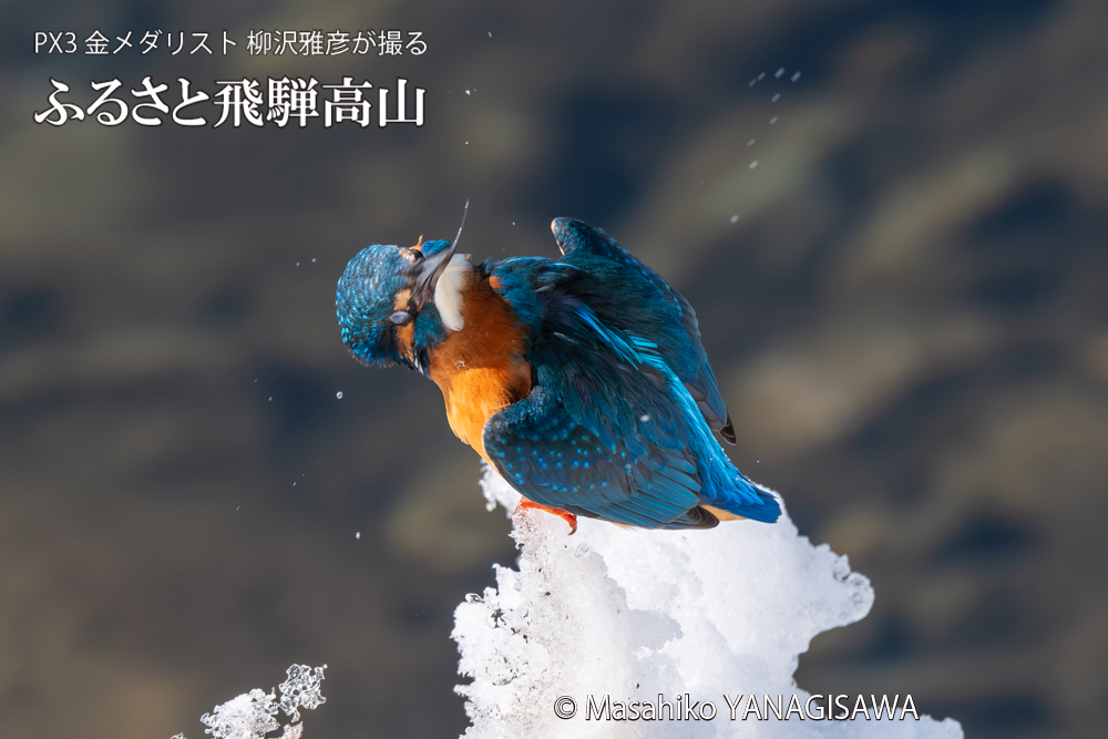 飛騨高山に棲むカワセミの写真。撮影・柳沢雅彦
