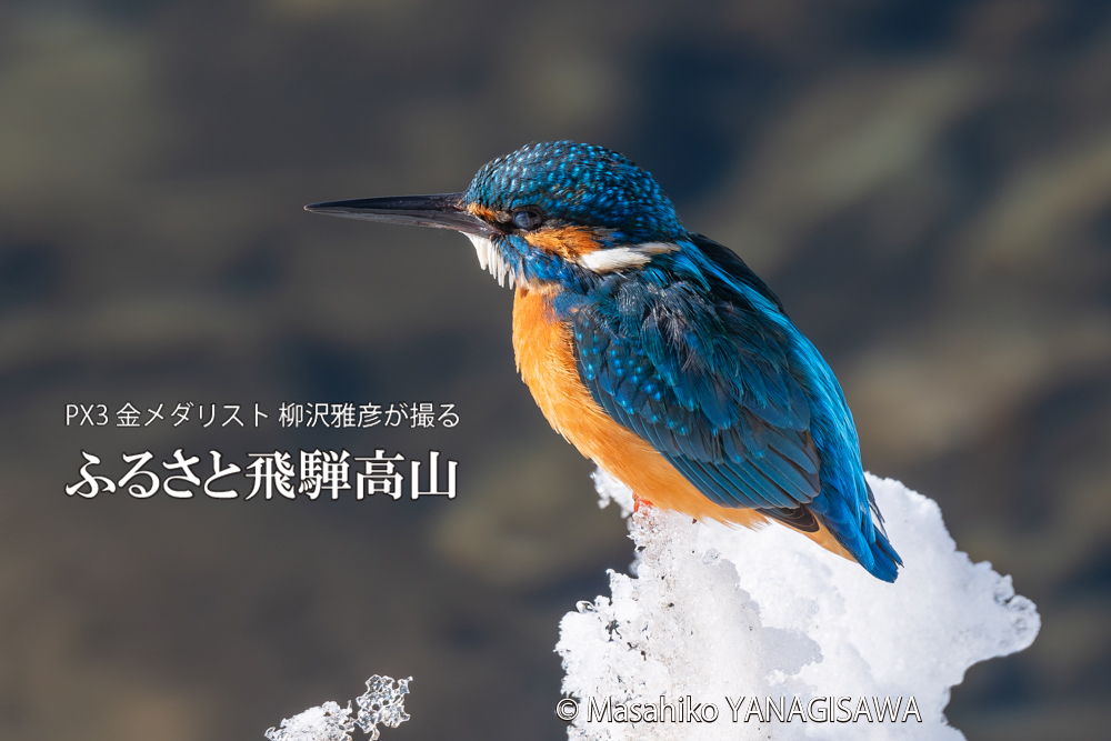 飛騨高山に棲むカワセミの写真。撮影・柳沢雅彦