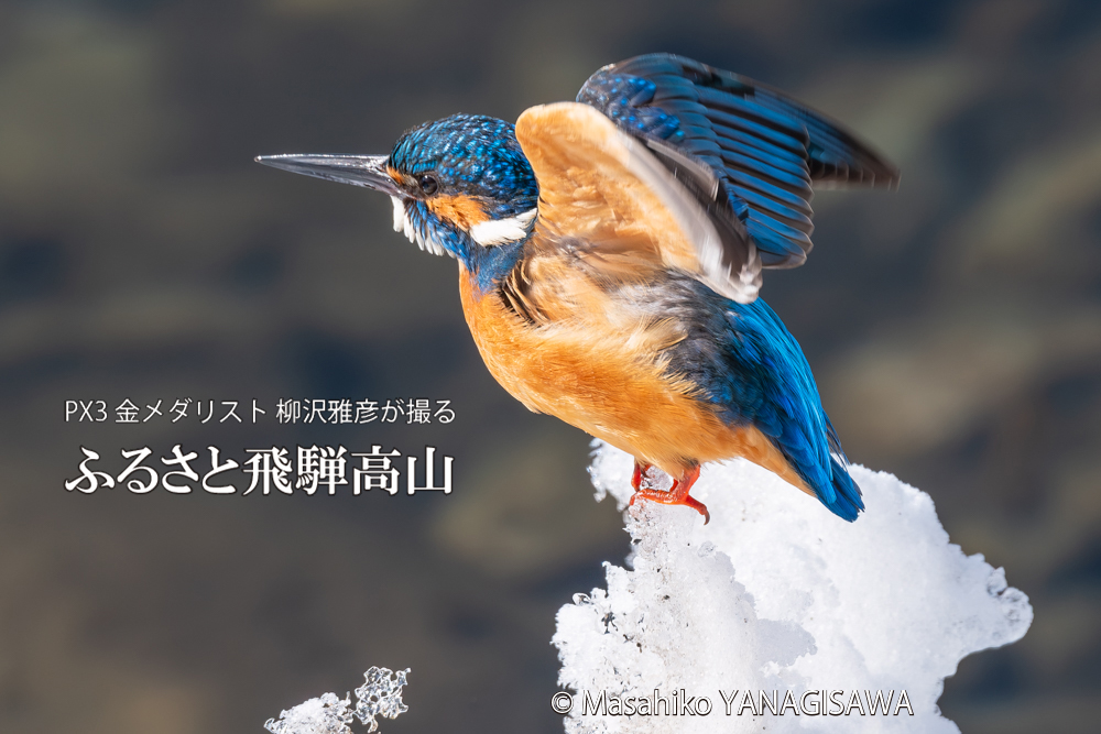 飛騨高山に棲むカワセミの写真。撮影・柳沢雅彦