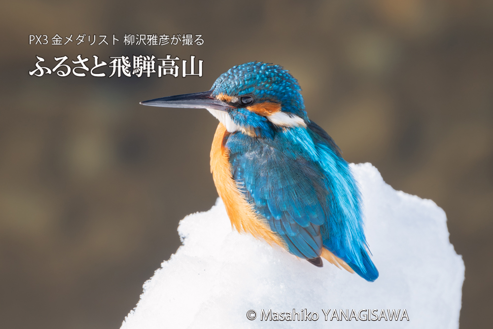 飛騨高山に棲むカワセミの写真。撮影・柳沢雅彦