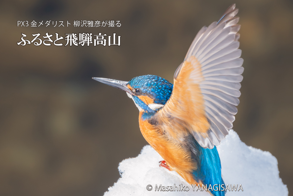 飛騨高山に棲むカワセミの写真。撮影・柳沢雅彦