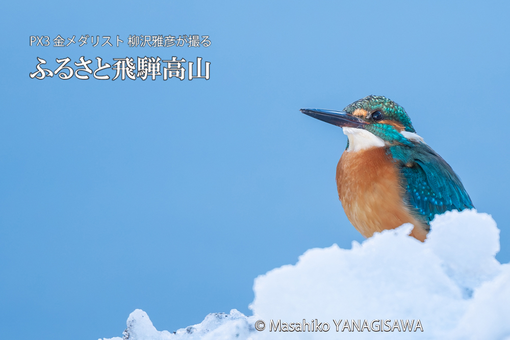 飛騨高山に棲むカワセミの写真。撮影・柳沢雅彦