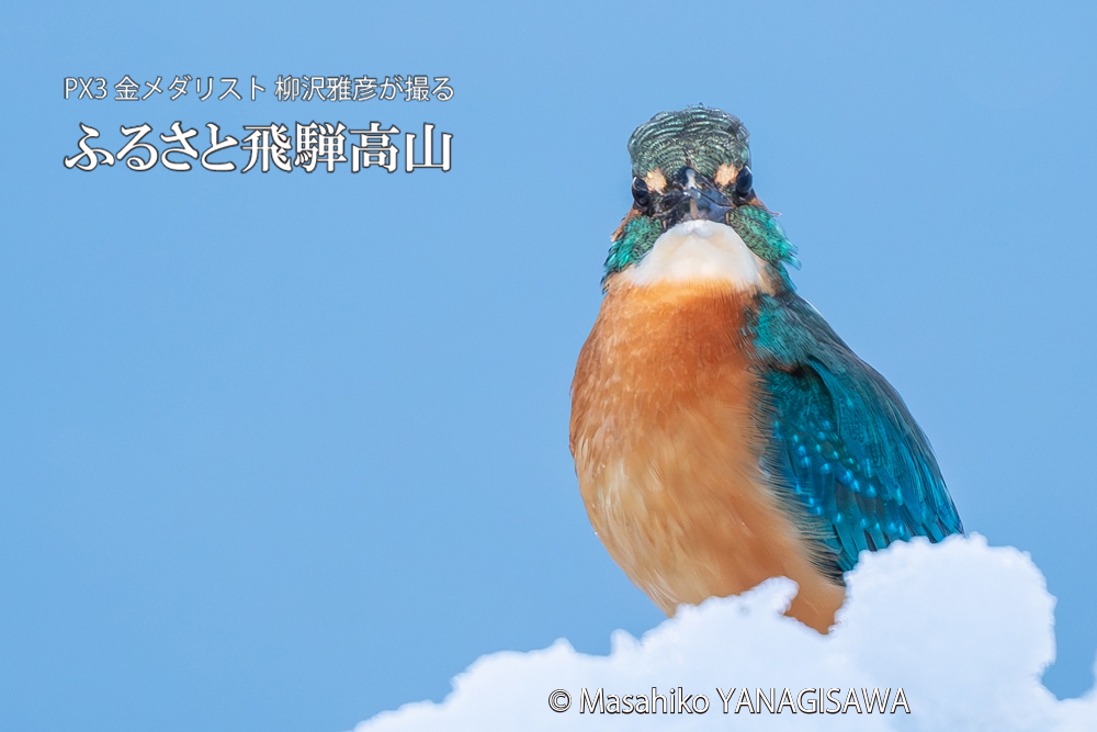 飛騨高山に棲むカワセミの写真。撮影・柳沢雅彦